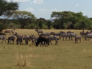 safari to Avfrica Ombeni 2014 565