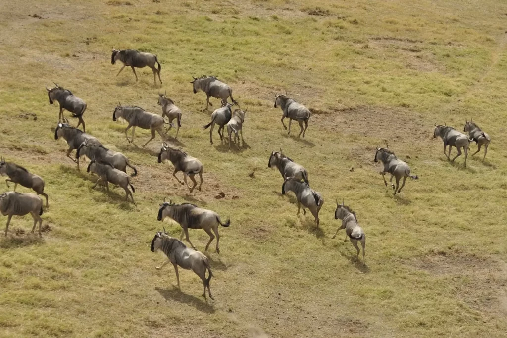 great wildebeest migration safari