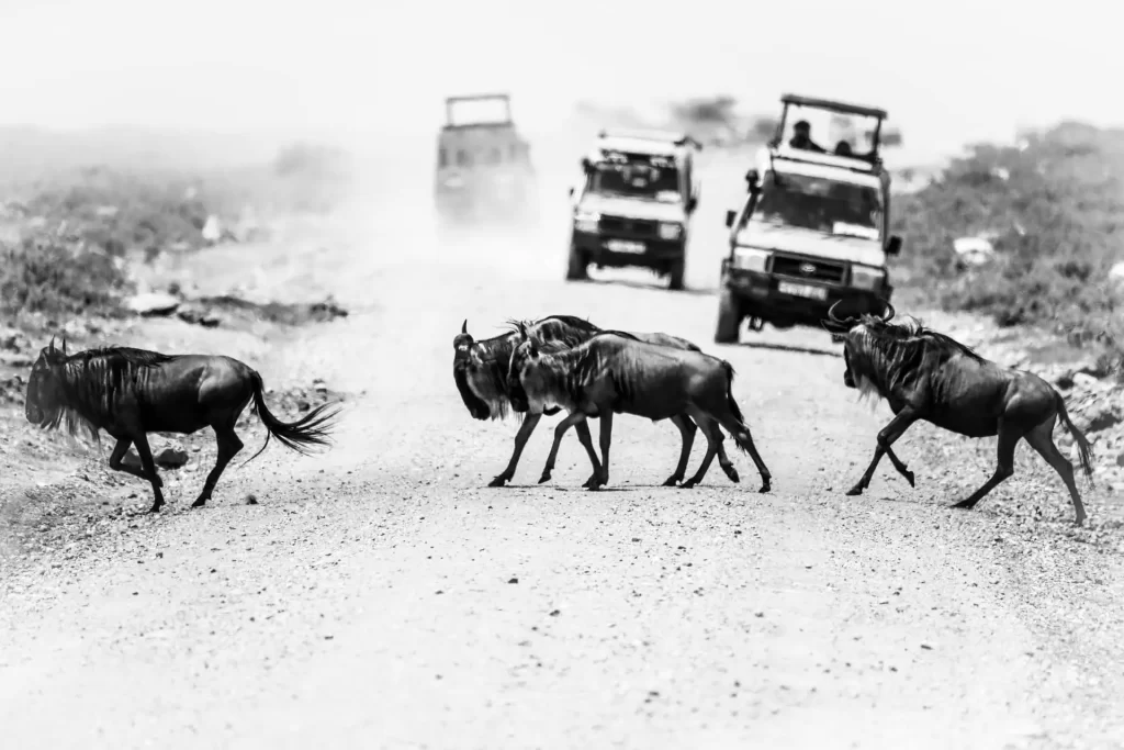 tarangire national park safari