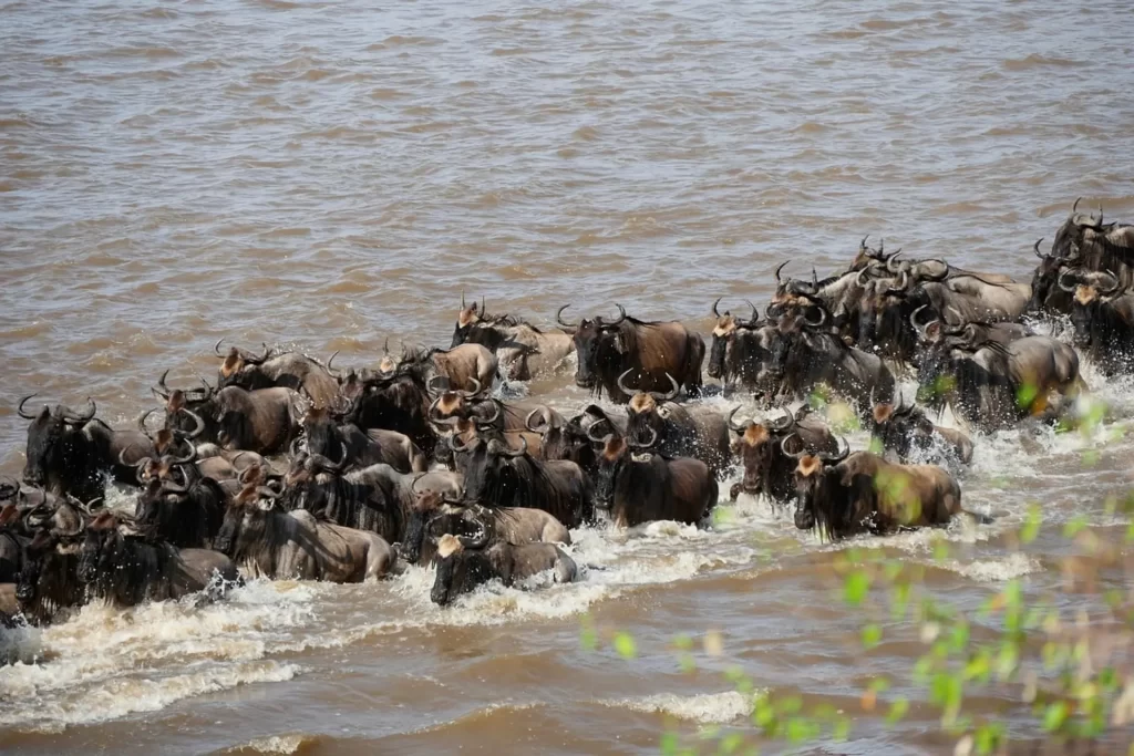 wildebeest migration safari tours