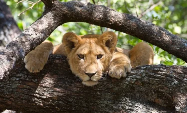 Lion in a tree in Lake Manyara National Park