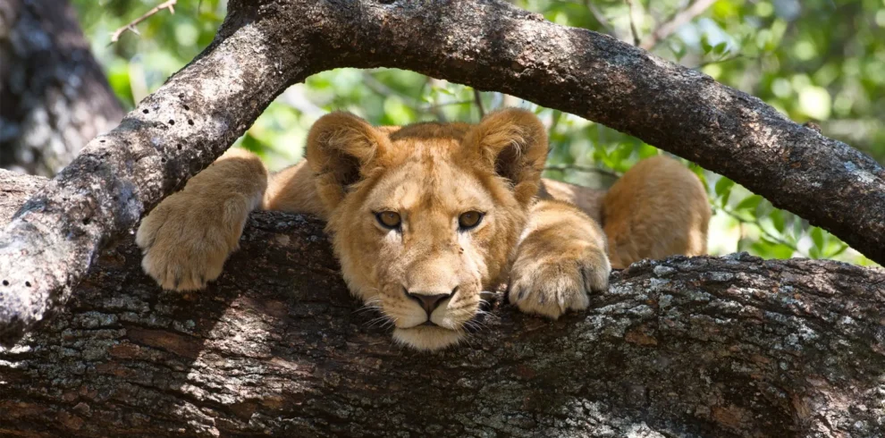 Lion in a tree in Lake Manyara National Park 11zon