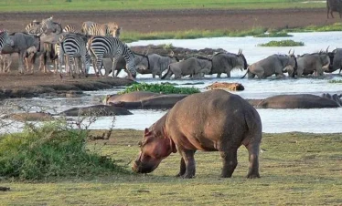 Tanzania Safari Vacation 90