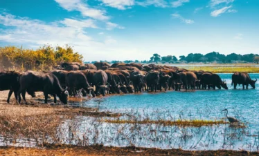 Tanzania Zanzibar Safari