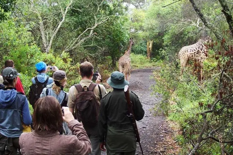ACTIVIES 6 Walking Safari in Arusha National Park – Full Day