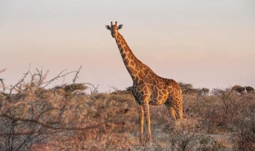 Manyara National Park