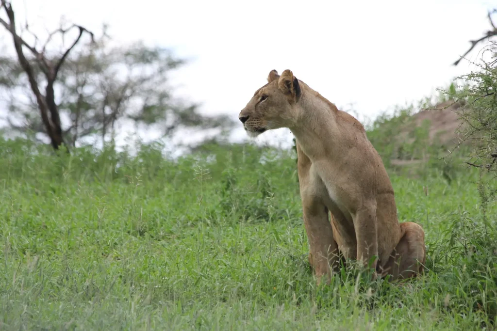 arusha to tarangire national park