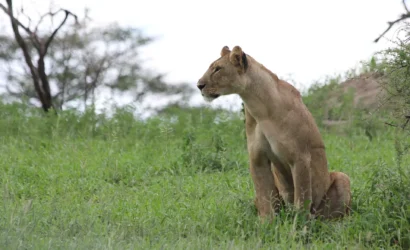 arusha to tarangire national park