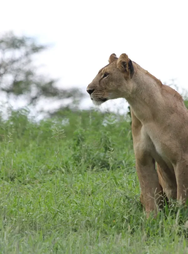 arusha to tarangire national park