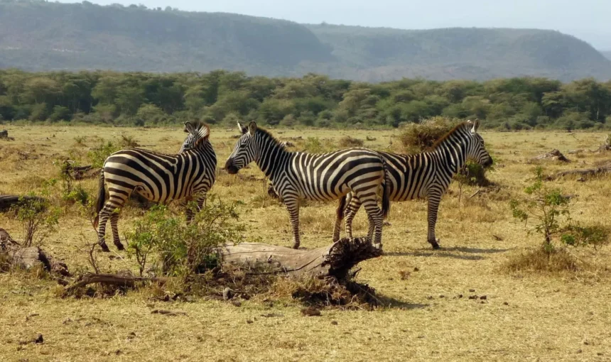 Arusha National Park