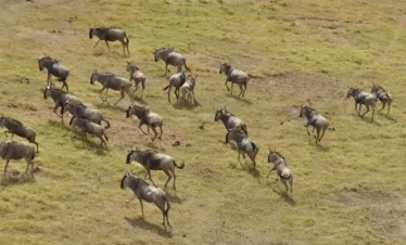 great wildebeest migration safari