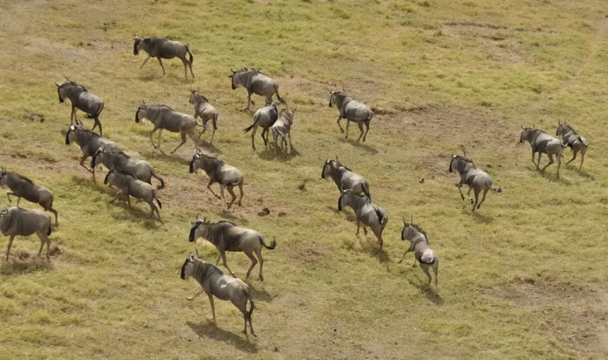 Great Wildebeest Migration Safari – Lake Manyara Safari Camp