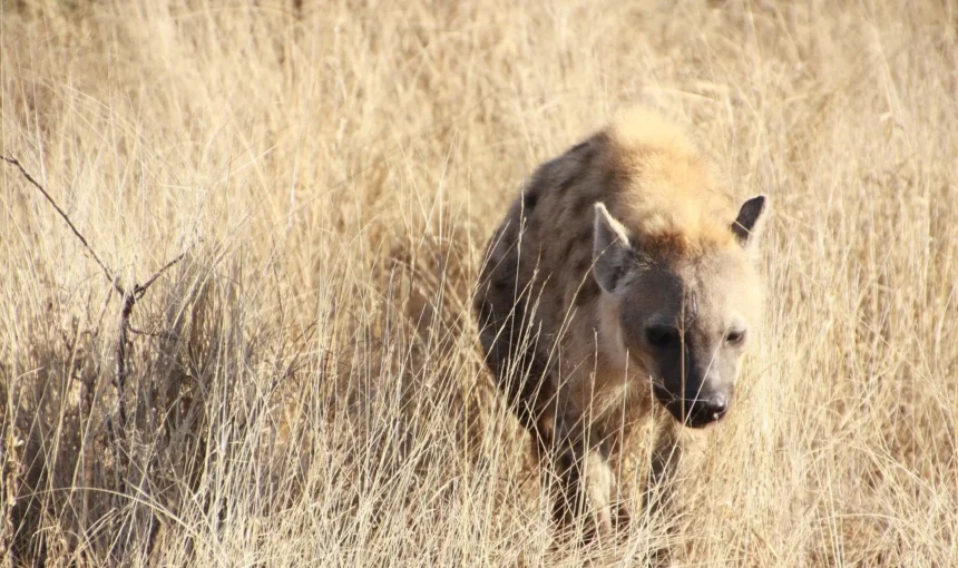 Why Tanzania Should Be Your Next African Safari Destination