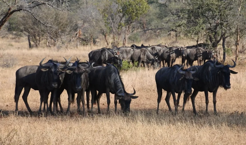 Wildebeest Migration Safari Tours – Northern Tanzania Safari