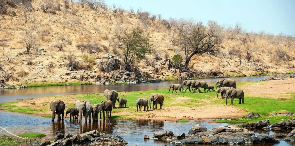 ruaha national park featured 11zon