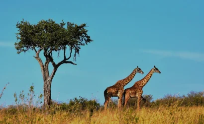 selous safari