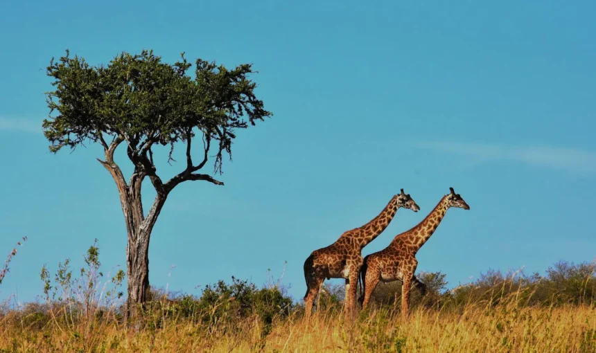 Selous Safari: A Wildlife Adventure Of A Lifetime