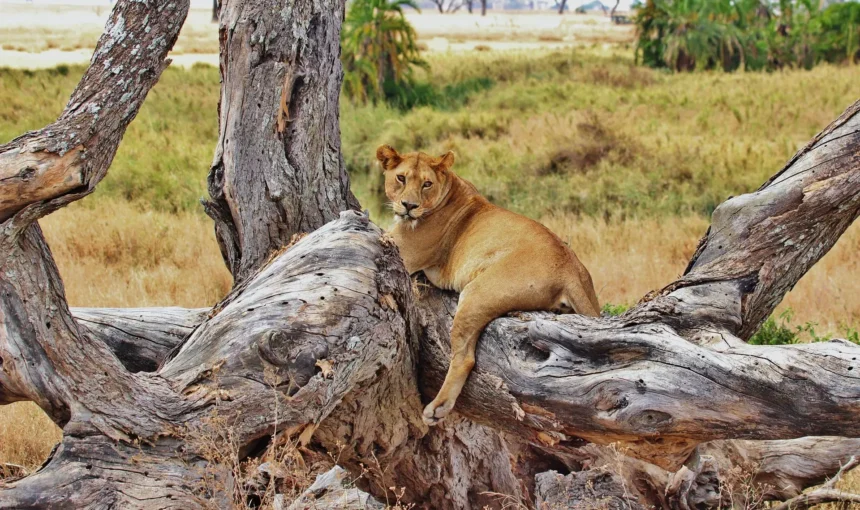 Serengeti National Park Tanzania 44