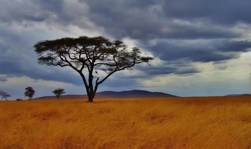 Serengeti Safari Park – A Journey Through The Wild