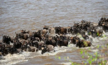 wildebeest migration safari tours